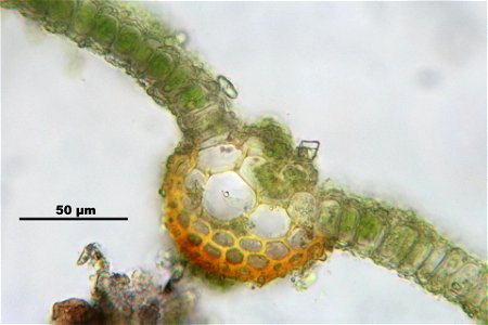 Syntrichia latifolia