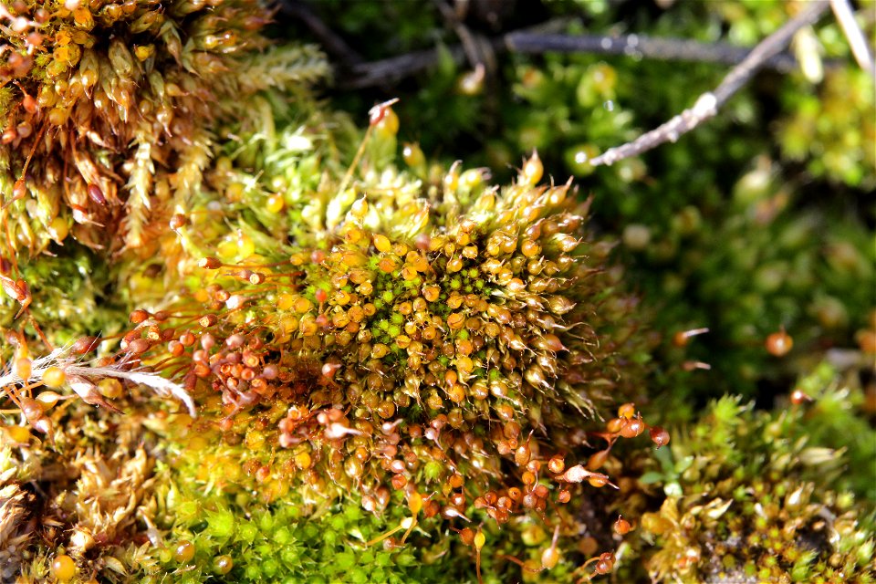 Tortula protobryoides
