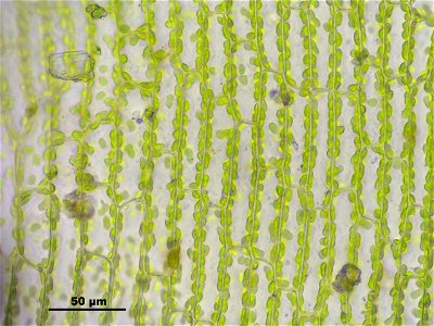 Tortula protobryoides