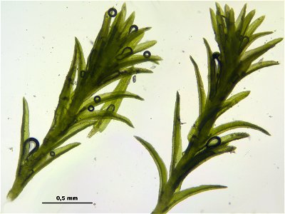 Gymnostomum calcareum