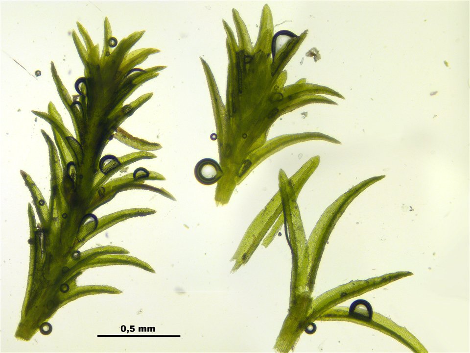 Gymnostomum calcareum