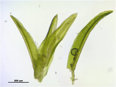 Gymnostomum calcareum