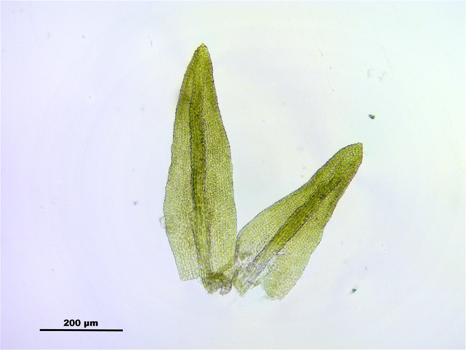Gymnostomum calcareum