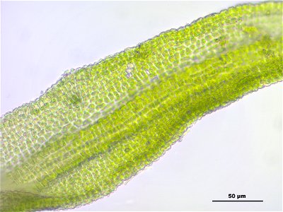 Gymnostomum calcareum