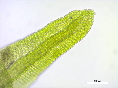 Gymnostomum calcareum