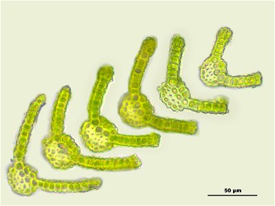 Gymnostomum calcareum