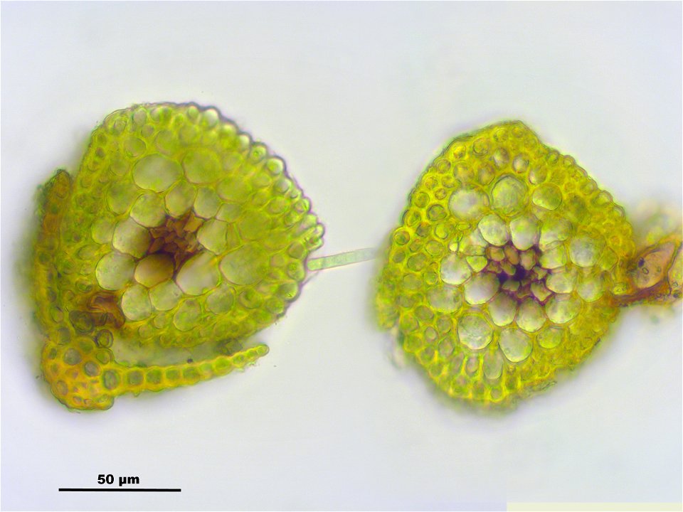 Gymnostomum calcareum