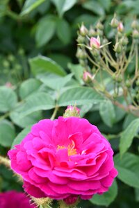 Nature garden plant