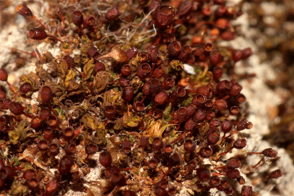 Pterygoneurum ovatum