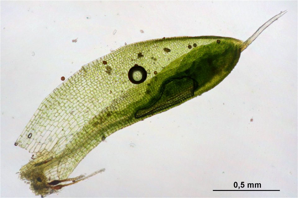 Pterygoneurum ovatum