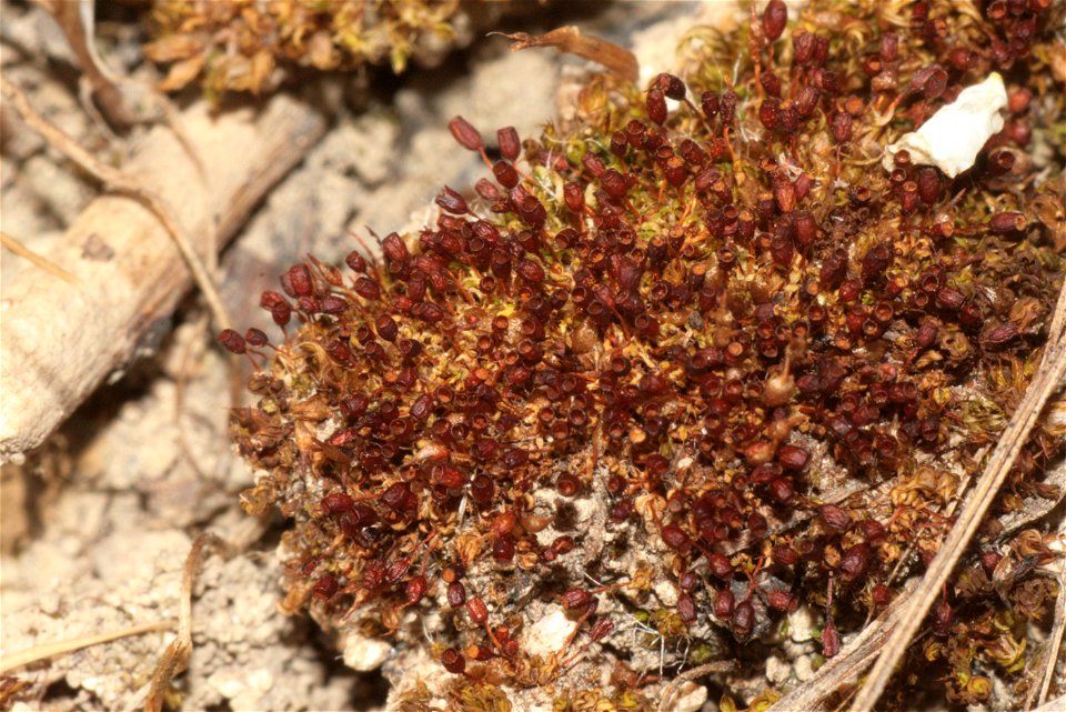 Pterygoneurum ovatum