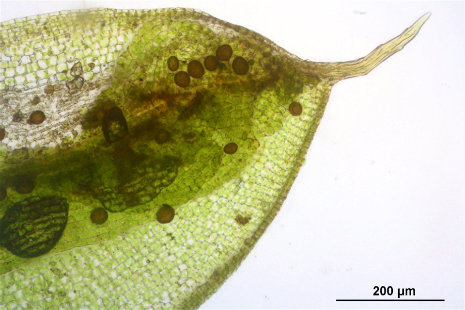 Pterygoneurum ovatum