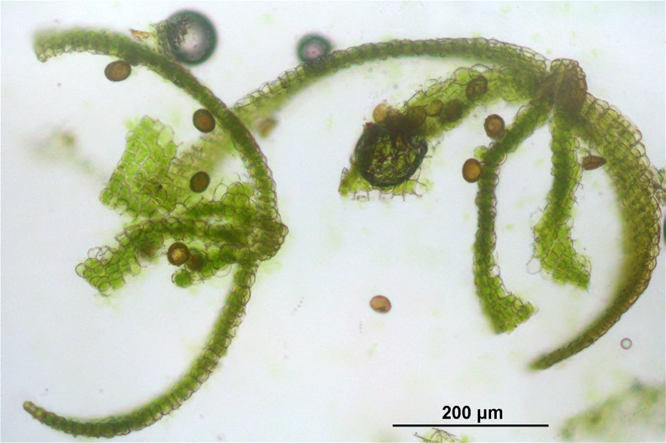 Pterygoneurum ovatum