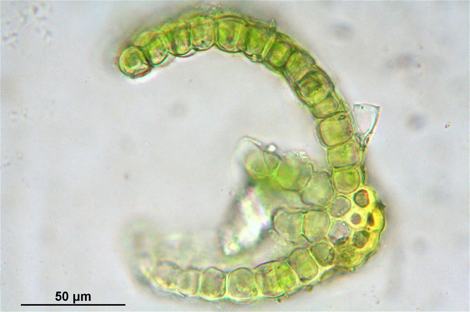 Pterygoneurum ovatum