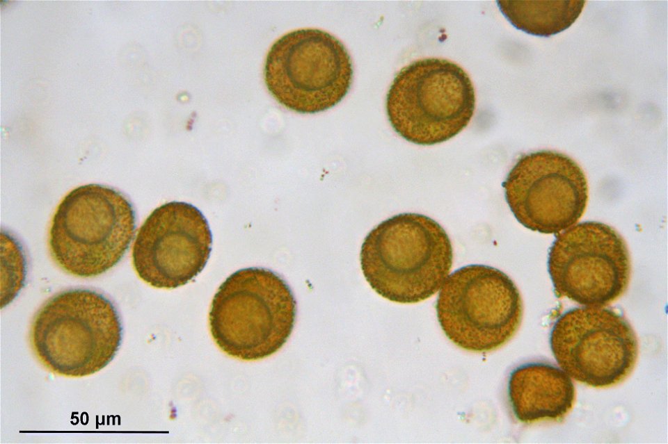 Pterygoneurum ovatum