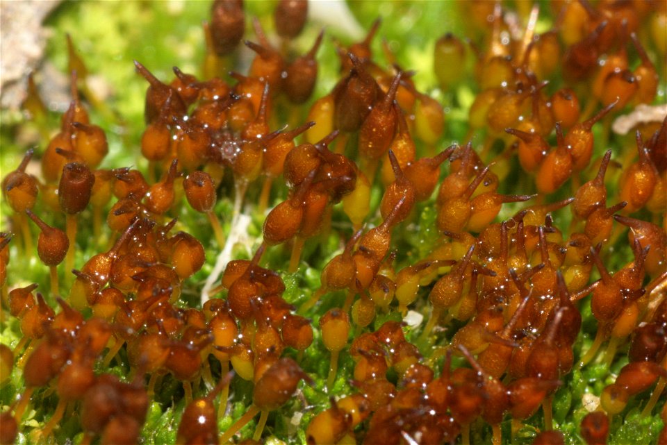 Pterygoneurum ovatum