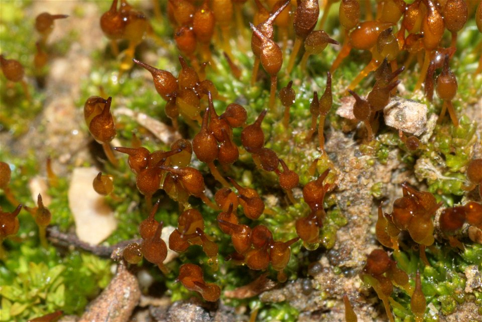 Pterygoneurum ovatum
