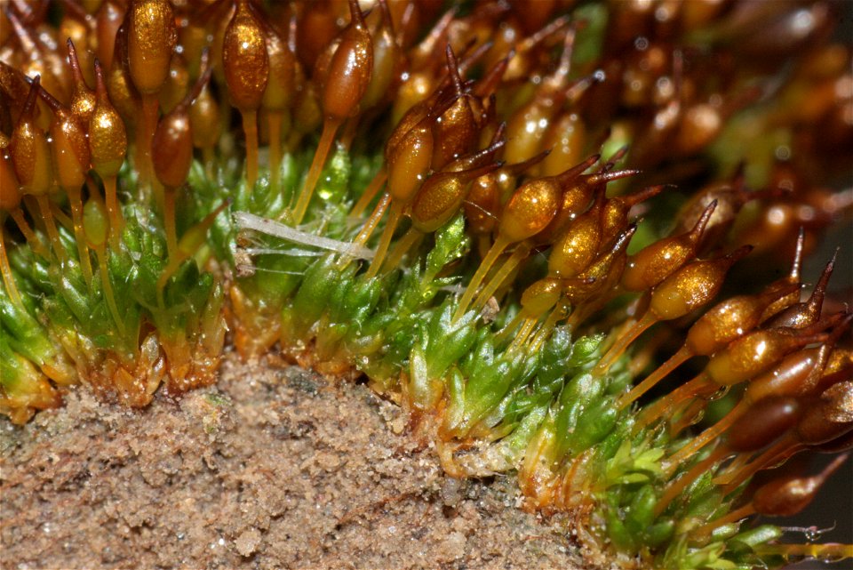 Pterygoneurum ovatum