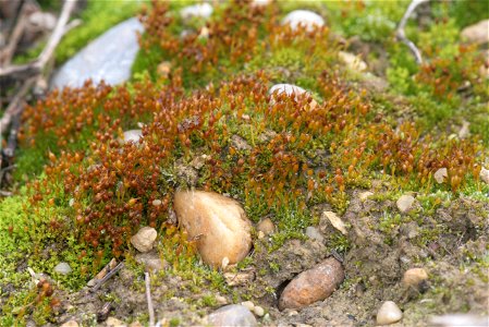 Pterygoneurum ovatum