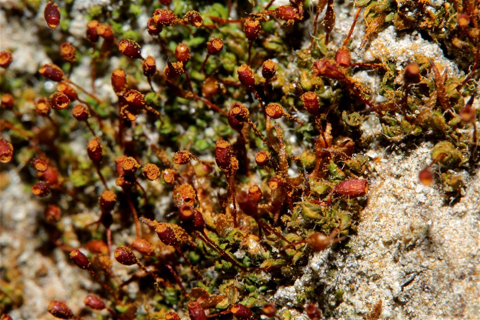 Pterygoneurum ovatum