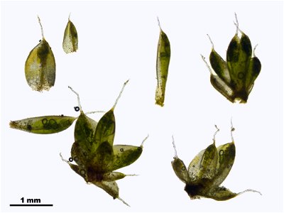 Pterygoneurum ovatum