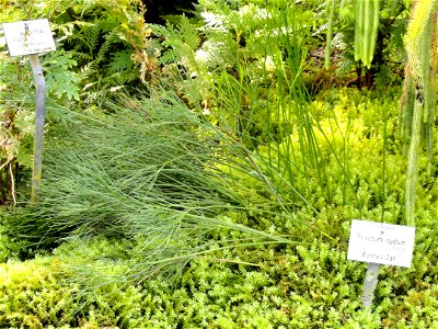 Psilotum nudum specimen in the Botanischer Garten München-Nymphenburg, Munich, Germany.