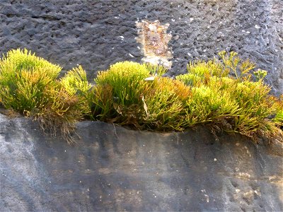 Psilotum nudum at the Sydney Opera House (forecourt to the south on Hawkesbury Sandstone), Australia