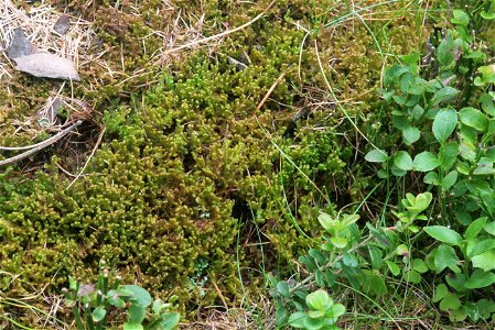 Ptilidium ciliare