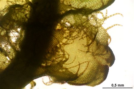 Ptilidium ciliare