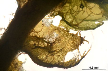 Ptilidium ciliare
