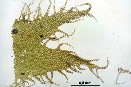 Ptilidium ciliare