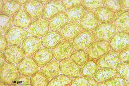 Ptilidium ciliare