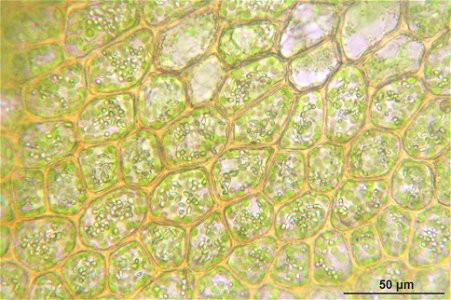 Ptilidium ciliare