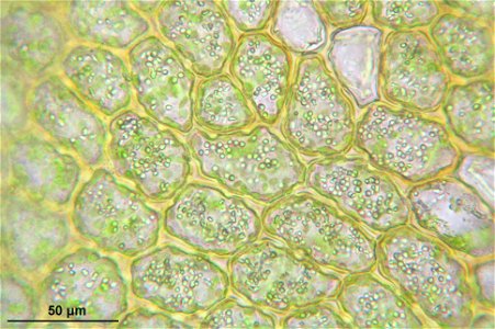 Ptilidium ciliare