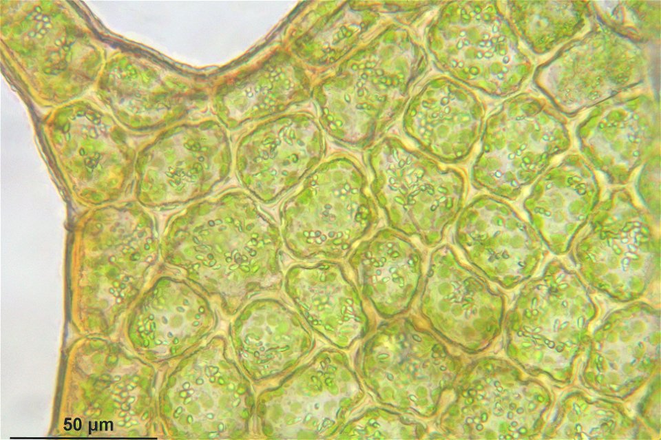 Ptilidium ciliare
