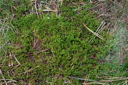 Ptilidium ciliare