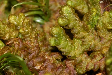 Ptilidium ciliare