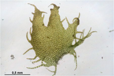Ptilidium ciliare