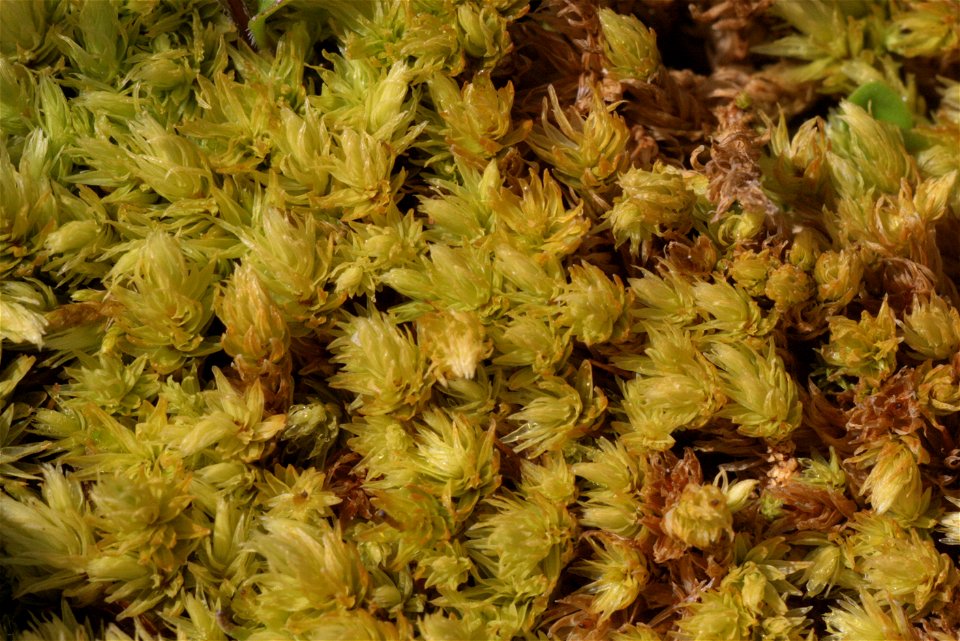 Aulacomnium palustre