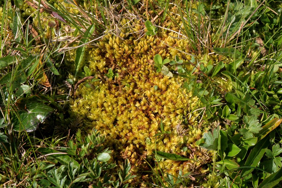 Aulacomnium palustre