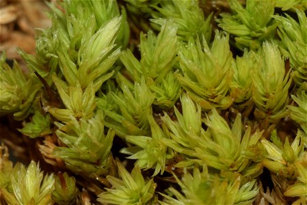 Aulacomnium palustre