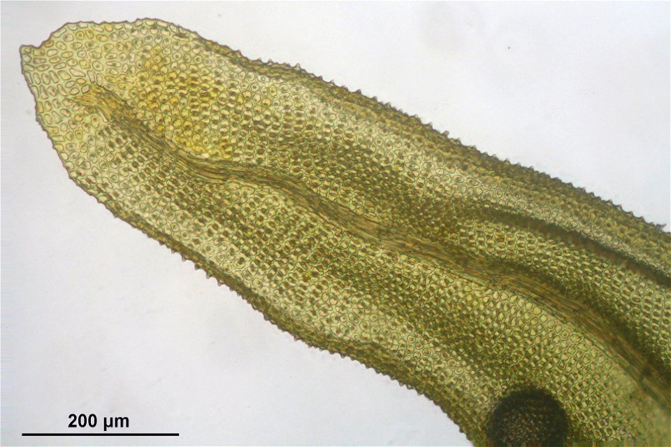 Aulacomnium palustre