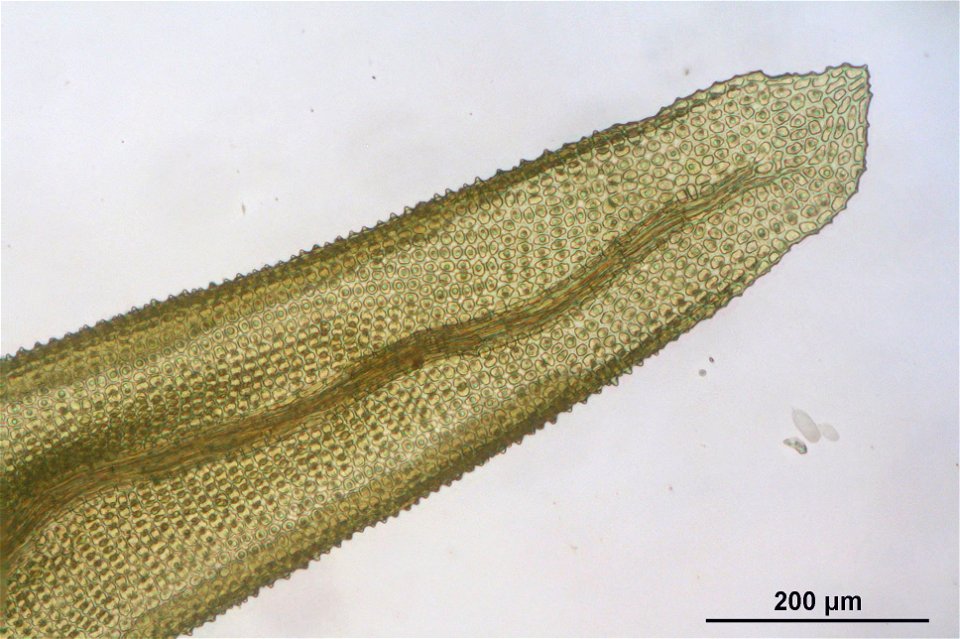 Aulacomnium palustre