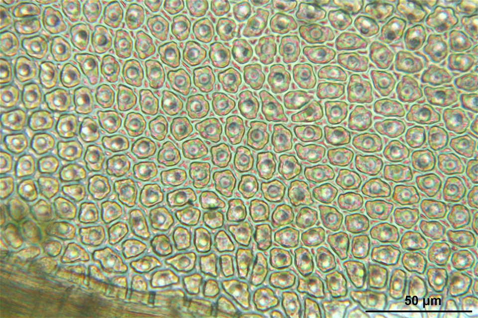 Aulacomnium palustre