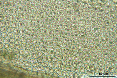 Aulacomnium palustre