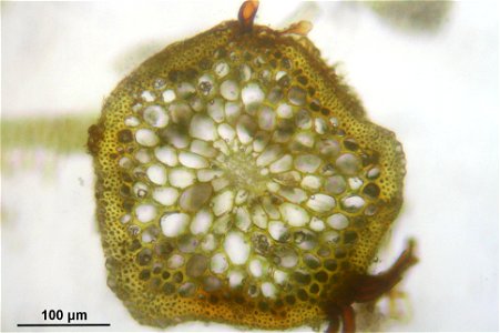 Aulacomnium palustre