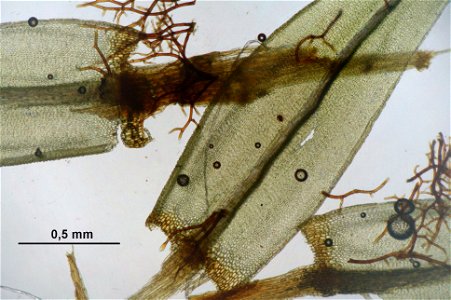 Aulacomnium palustre