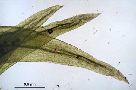Aulacomnium palustre