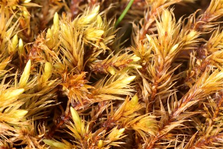 Aulacomnium palustre