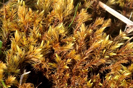 Aulacomnium palustre
